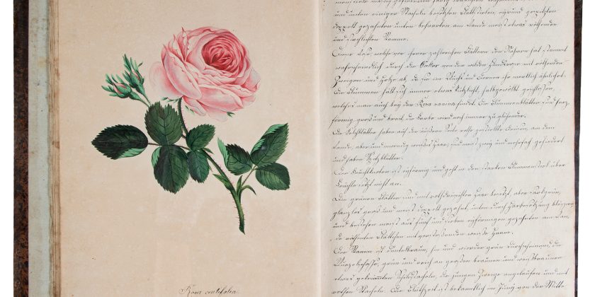 Las rosas de Zinnögger – 1ª parte