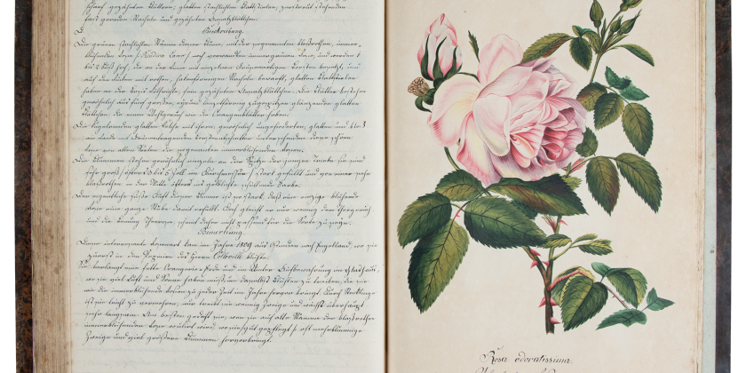 Las rosas de Zinnögger – 2ª parte