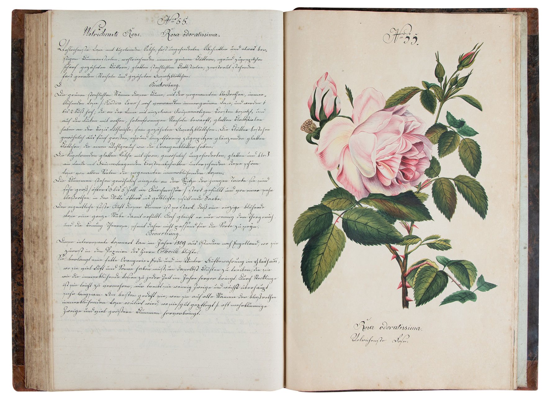 Las rosas de Zinnögger – 2ª parte